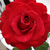 Rdeča - Vrtnica čajevka - Olympiad